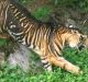 Study Decodes Mystery around `Black Tigers’