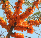 Commercial Cultivation of Sea Buckthorn Berry to Begin in Ladakh