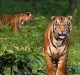 Death of Tigers during the Year 2021