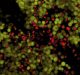 Scientists Find a New Therapy for Cancer