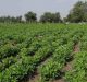 Benefits of MSP to Farmers