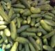 India Emerges as Largest Exporters of Cucumber and Gherkins in the World