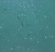 Microplastics Detected in Fish Samples from Cauvery
