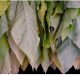 Tobacco Impacts the Environment, Not Just Health
