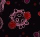 Helix-Hairpin Miniproteins for Inhibiting SARS-CoV-2 Infection