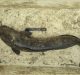 eDNA-Based Assay to Detect Invasive Catfish in Waterbodies