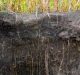 Soil Carbon Sequestration Can Help Fight Climate Change