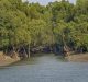 India Joins Mangrove Alliance for Climate