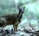 Pheromone Play a Role in Reproduction of Mouse Deer