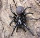 Study Unravels Source of Venom in Spiders