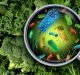 Study Offers New Insights into Foodborne Disease