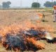 Significant Dip in Stubble Burning Marks a Breath of Fresh Air for North India